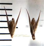  Spikelets